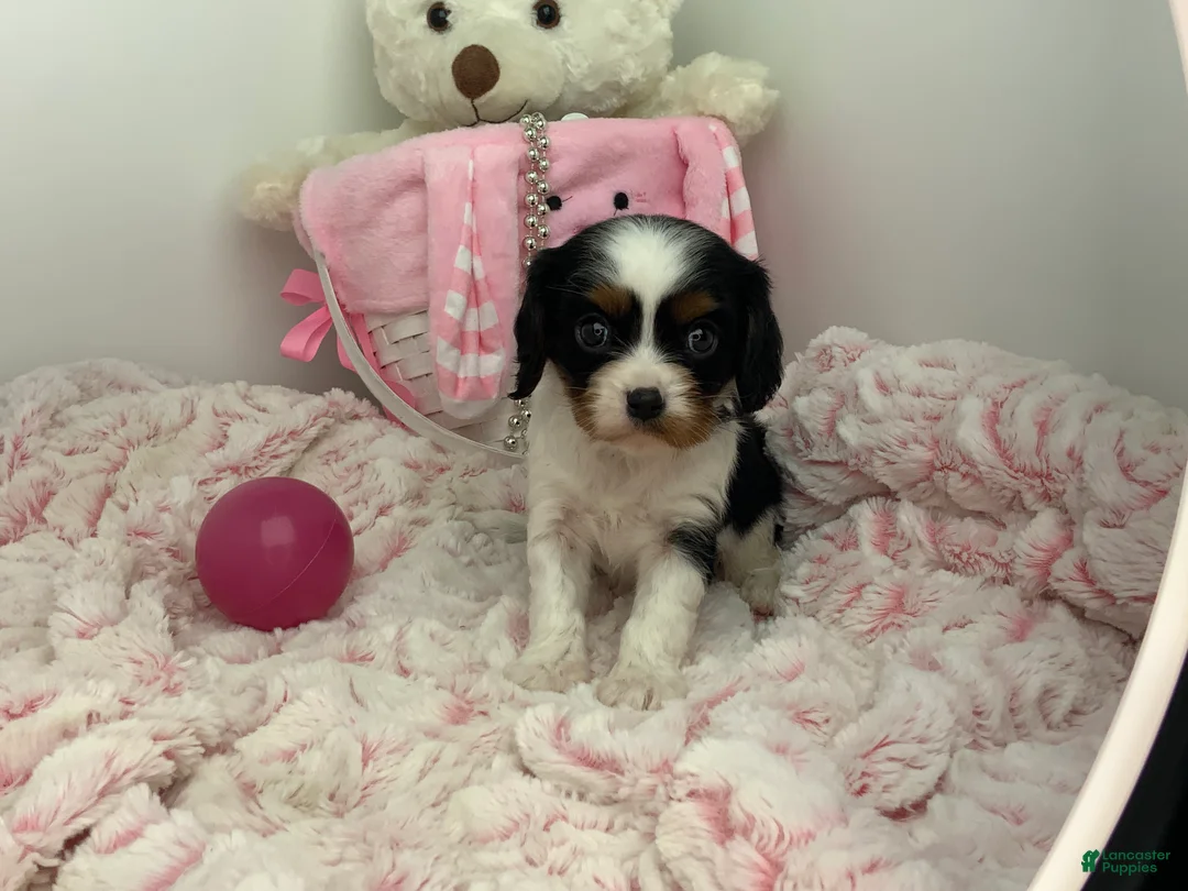 Cavalier King Charles Spaniel dogs for sale: Kathy - Ad 2