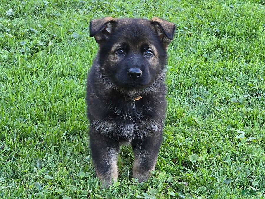 German Shepherd dogs for sale: Otis - Ad 1