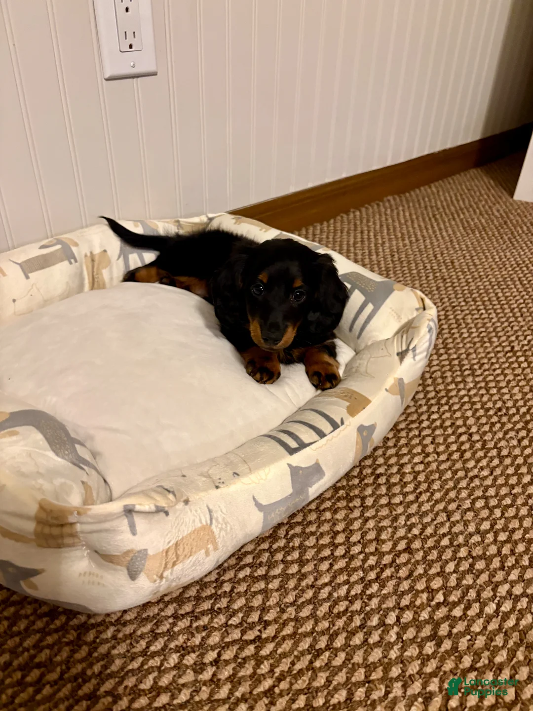 Miniature Dachshund dogs for sale: Miniature Dachshund Puppy 1 - Ad 2