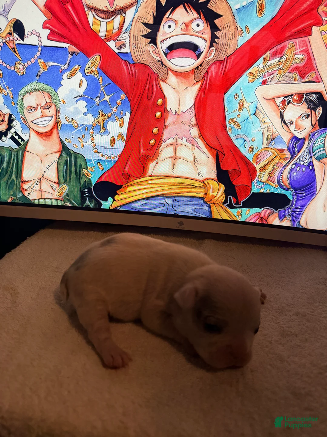 French Bulldog dogs for sale: Silvers Raleigh - Ad 2