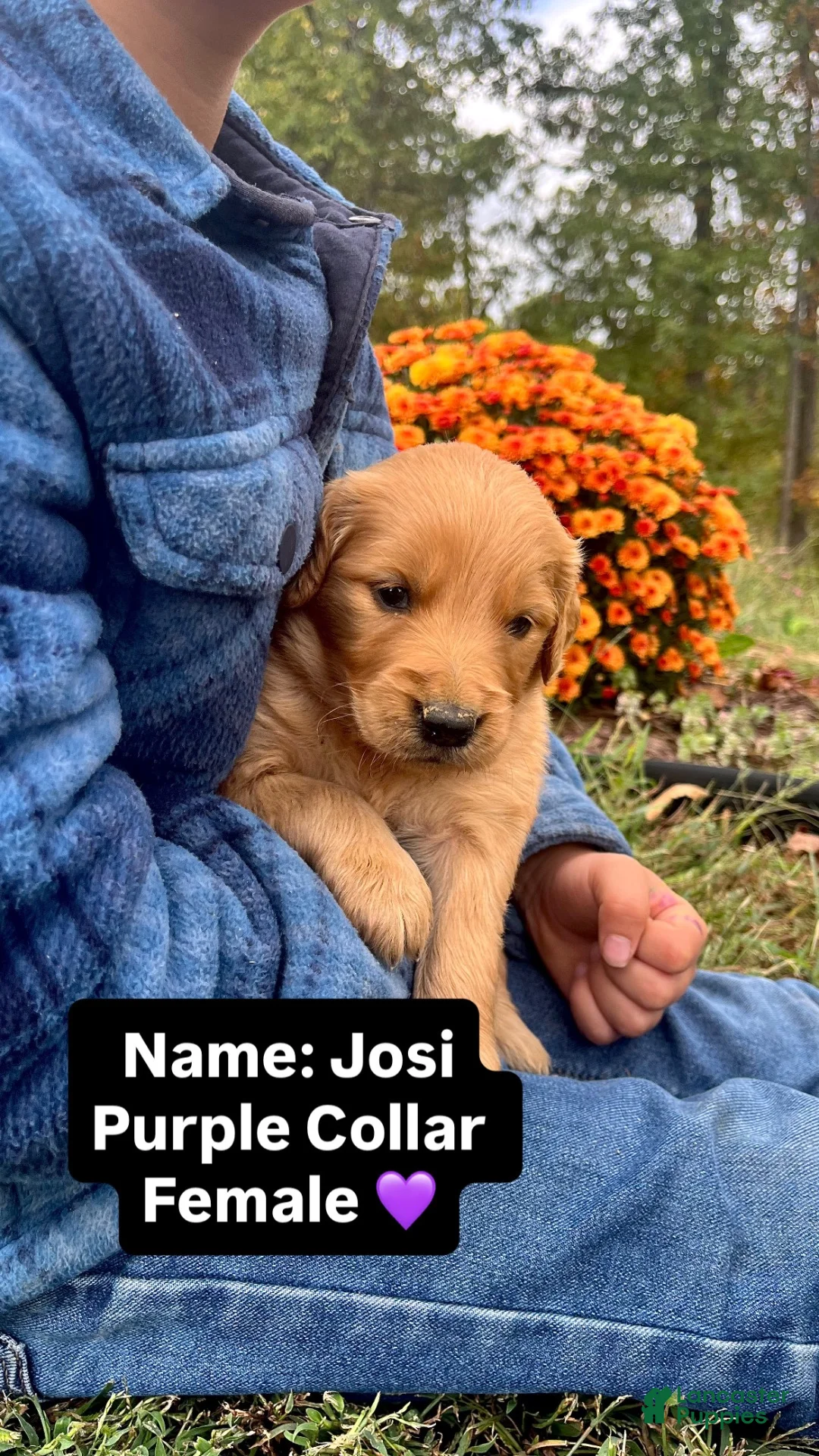 Golden Retriever dogs for sale: Golden Retriever Josie - Ad 2