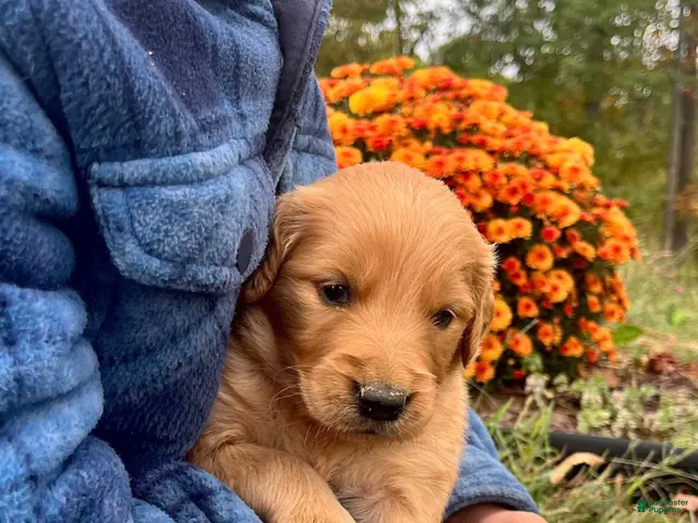 Golden Retriever dogs for sale: Golden Retriever Josie - Ad 2