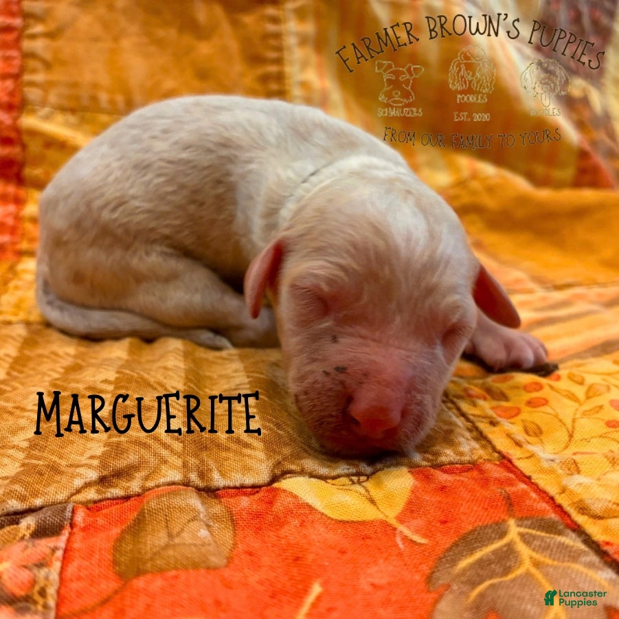 Mixed Breed dogs Marguerite - Ad 33