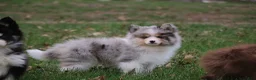 Pomsky dogs for sale: Brooks - Ad 6