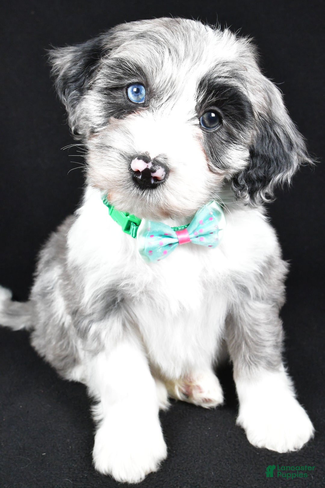 Sheepadoodle dogs for sale: Chase - Ad 5
