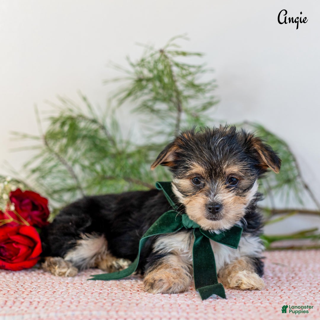Morkie dogs for sale: Angie - Ad 2