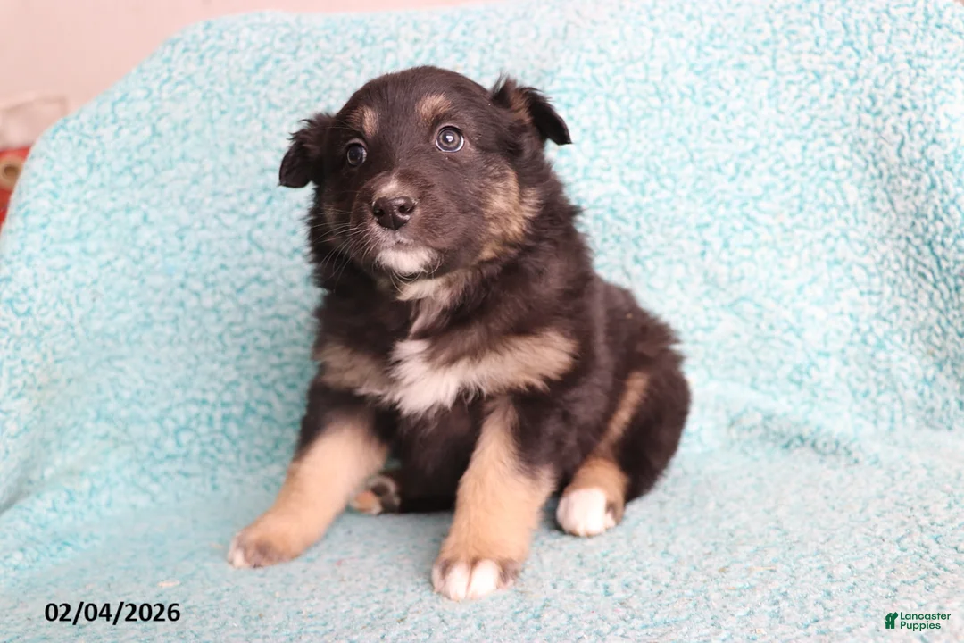 Australian Shepherd dogs for sale: Cocoa - Ad 4