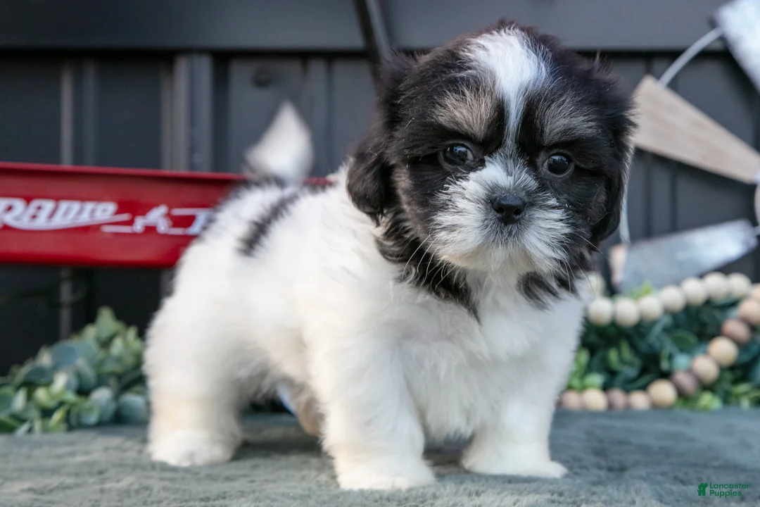 Shih Tzu dogs for sale: Melody - Ad 3
