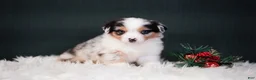 Miniature Australian Shepherd dogs for sale: Blake - Ad 4