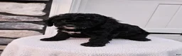 Mini Bernedoodle dogs for sale: Courtney - Ad 6