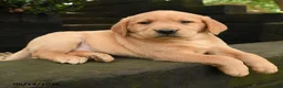 Labrador Retriever dogs for sale: Foxi - Ad 2