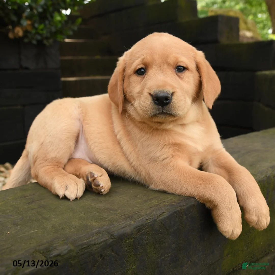Labrador Retriever dogs for sale: Foxi - Ad 2
