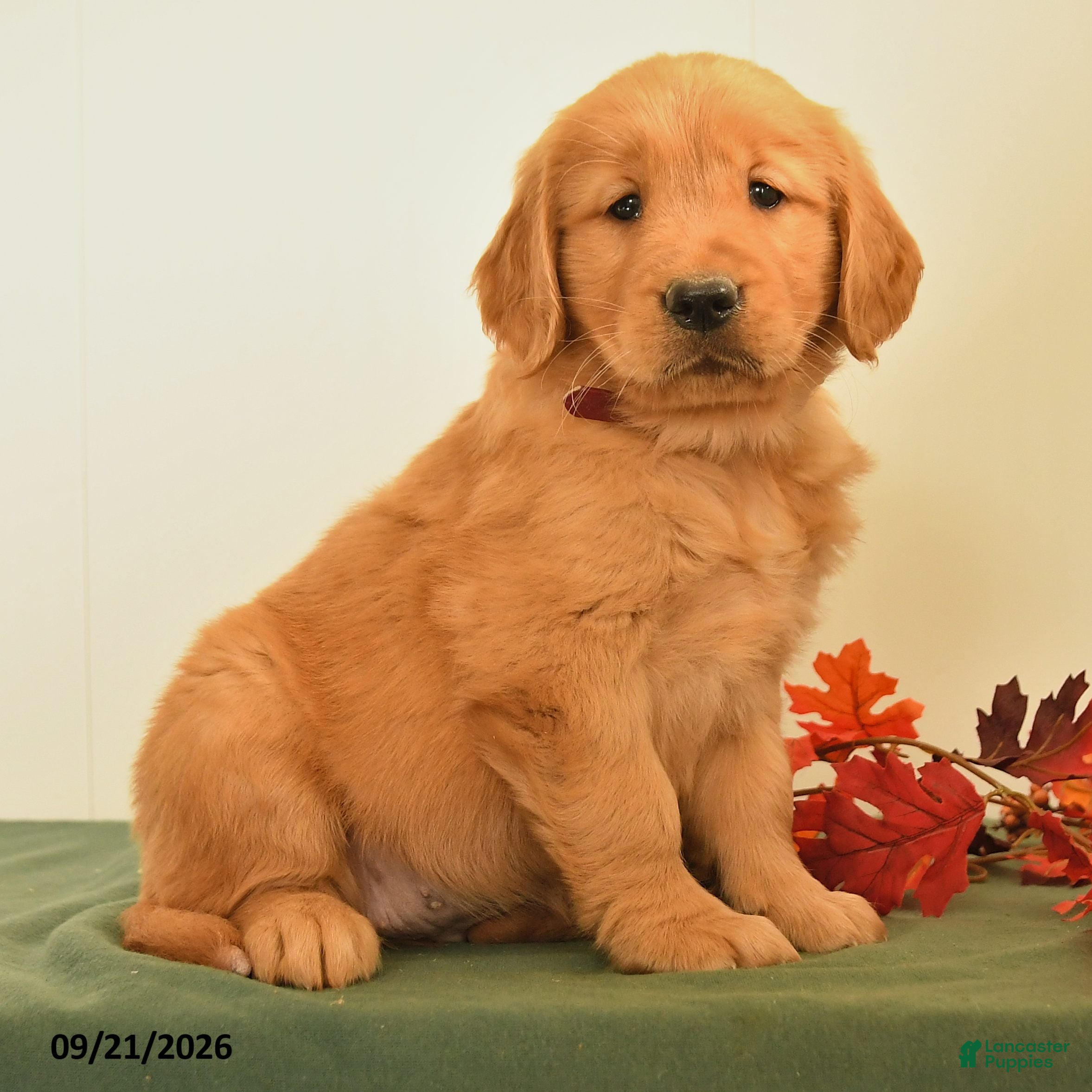 Golden Retriever dogs Darcie - Ad 2