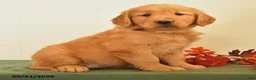 Golden Retriever dogs for sale: Darcie - Ad 2