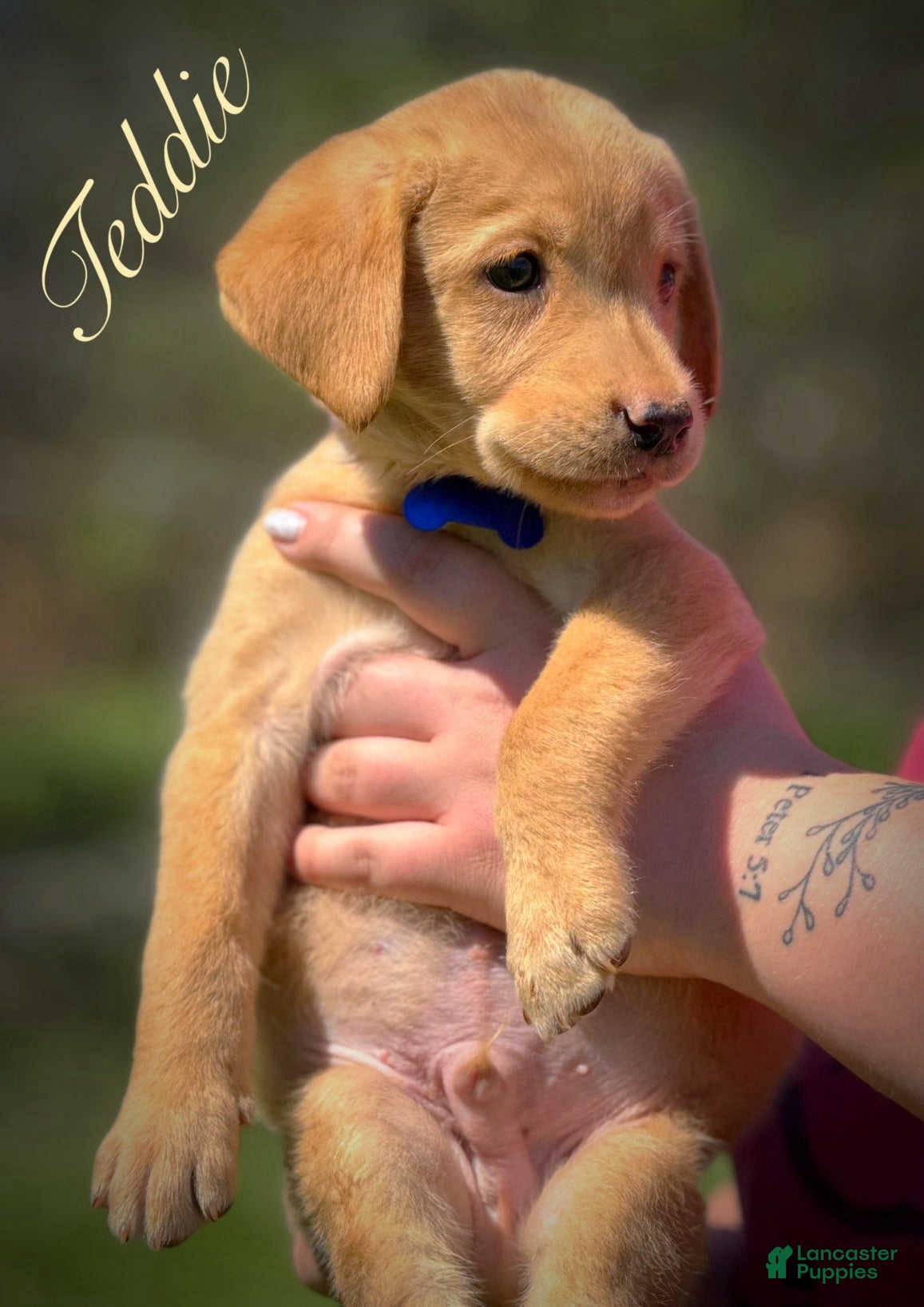 Labrador Retriever dogs Labrador Retriever Puppy 1 - Ad 1