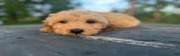 Mini Goldendoodle dogs for sale: Mini Goldendoodle 3 - Ad 5