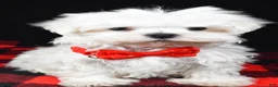 Maltese dogs for sale: Victor - Ad 1