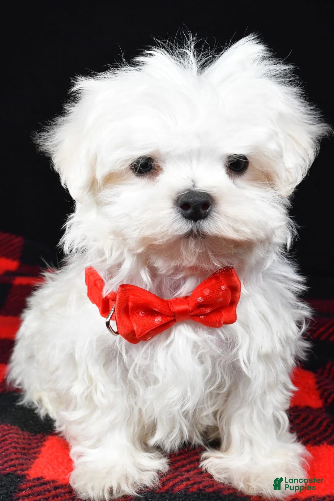 Maltese dogs for sale: Victor - Ad 1