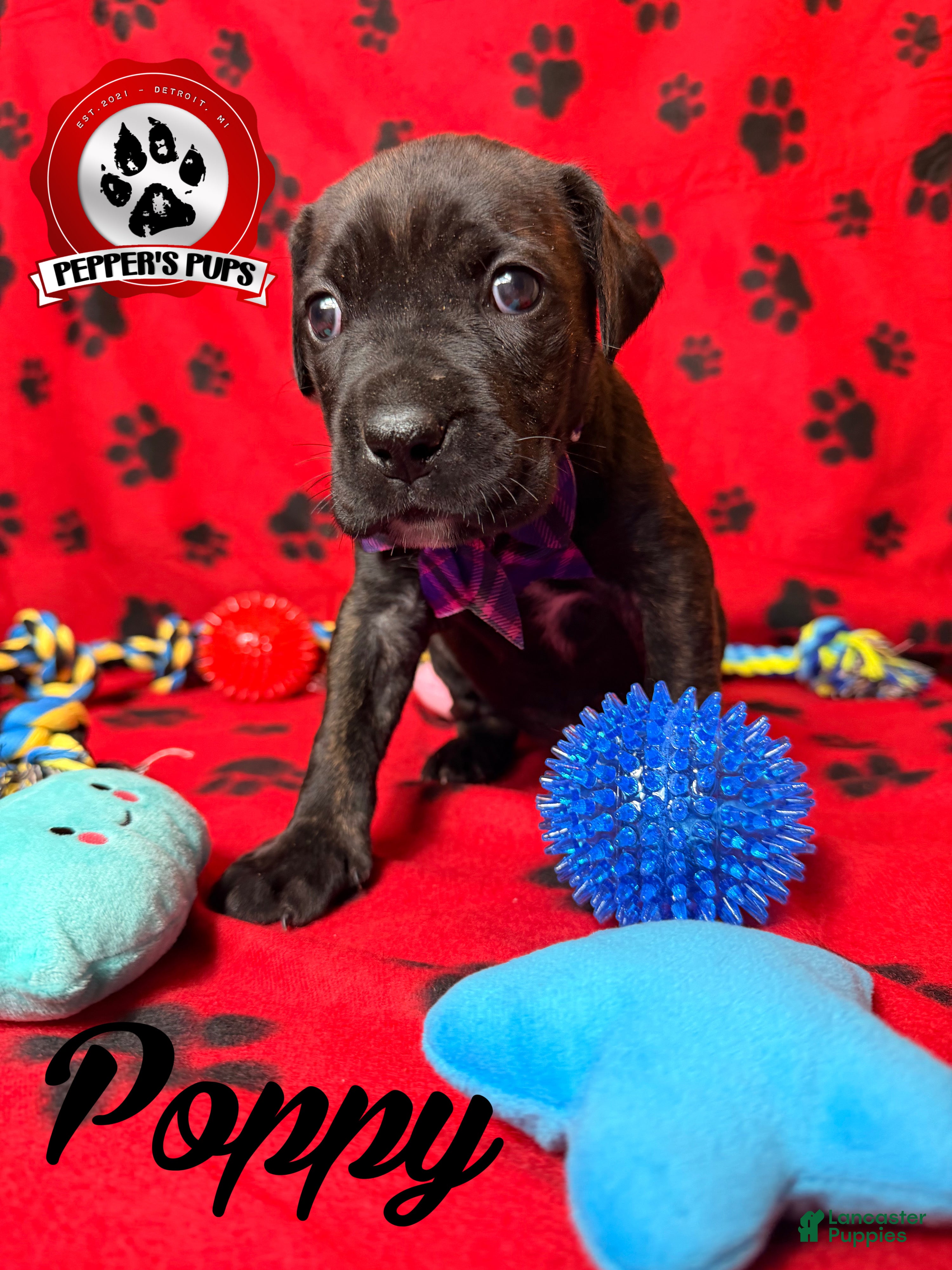 Cane Corso dogs Poppy  - Ad 1