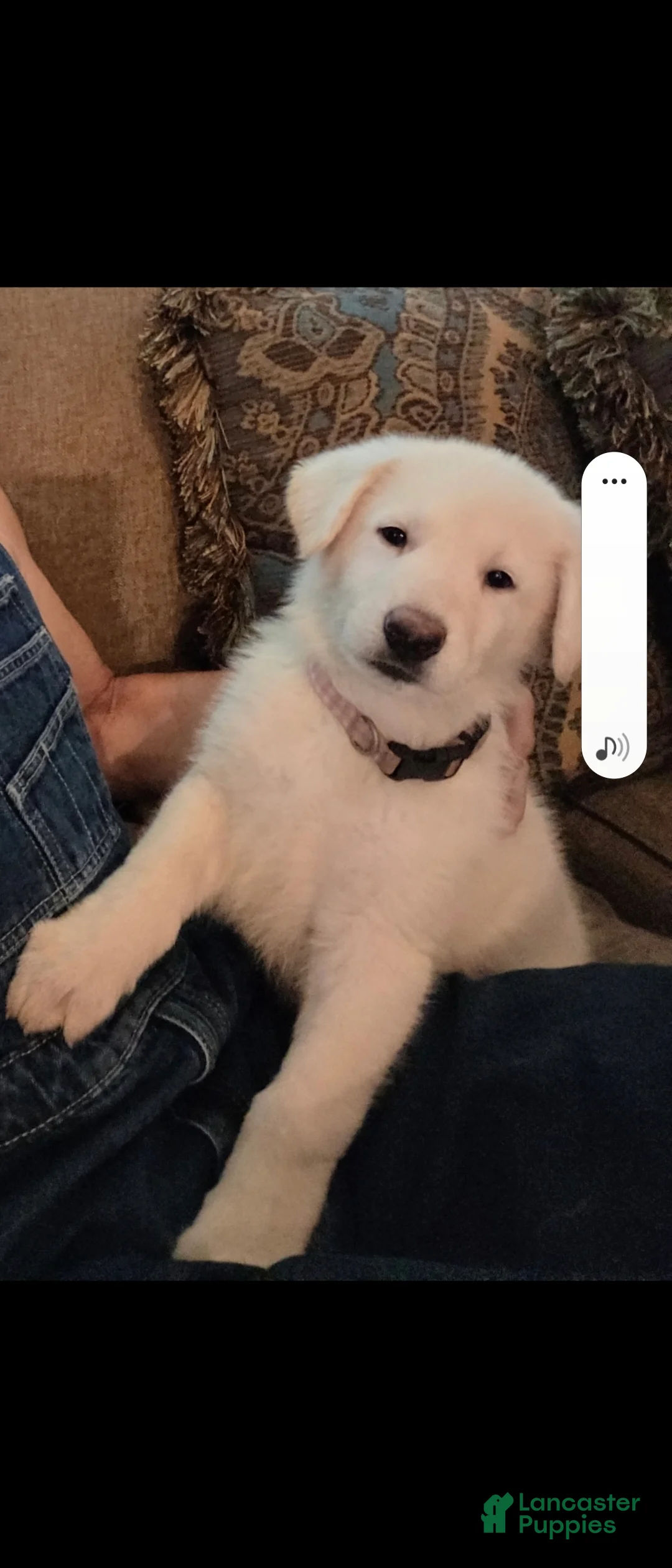 German Shepherd dogs for sale: German Shepherd Puppy 4 - Ad 1