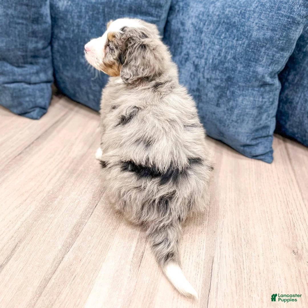 Mini Bernedoodle dogs for sale: Shelby - Ad 5