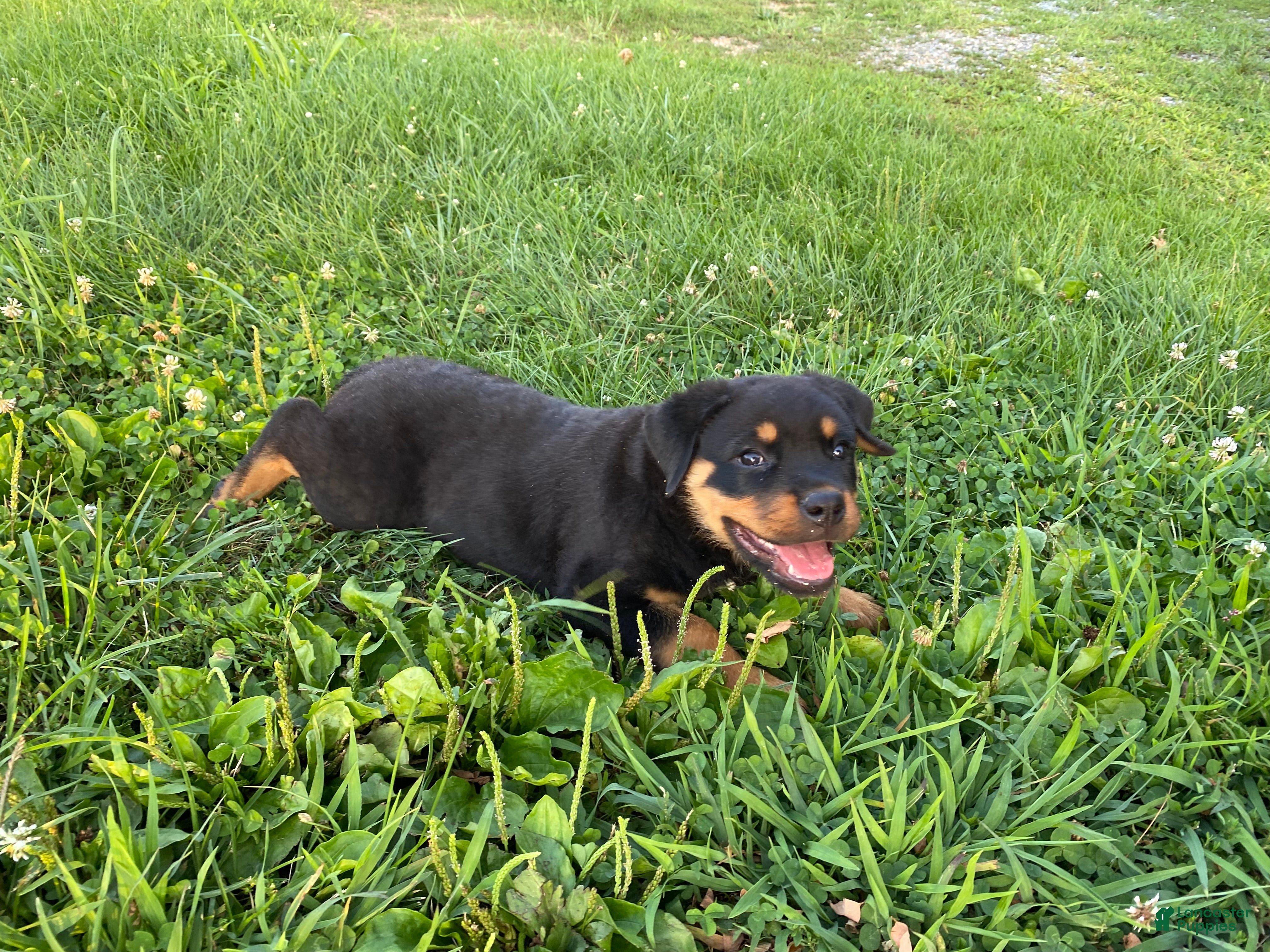 Rottweiler dogs Rottweiler 1 - Ad 1