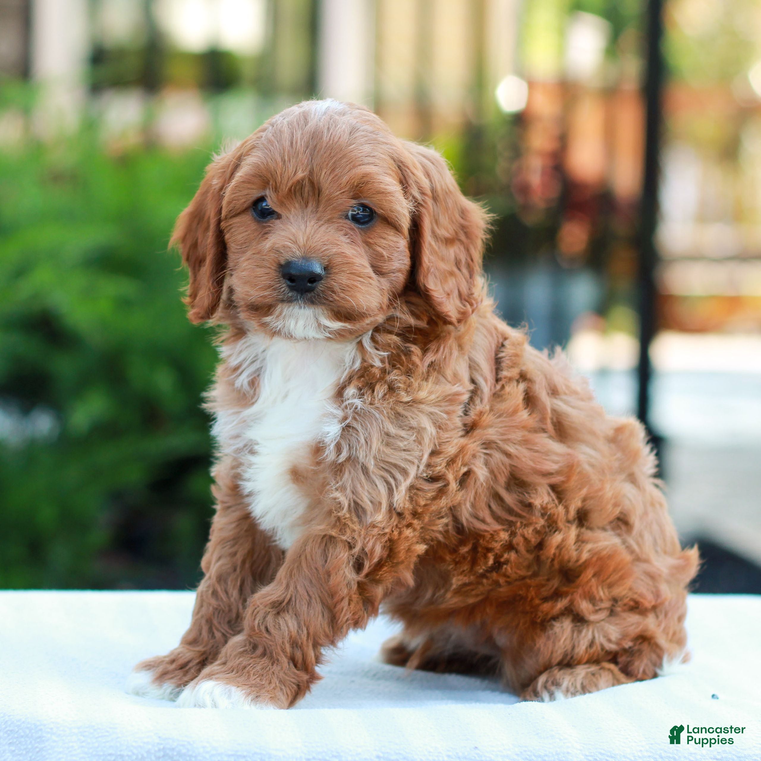 Cavapoo dogs Evan - Ad 2