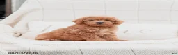 Miniature Poodle dogs for sale: Kersen - Ad 3