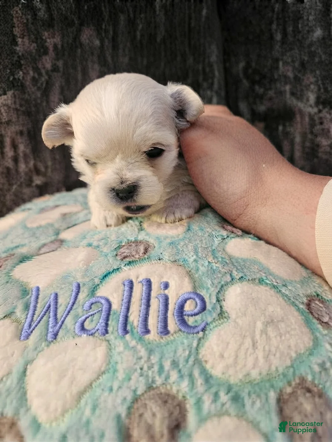 Malshi dogs for sale: Wallie - Ad 2