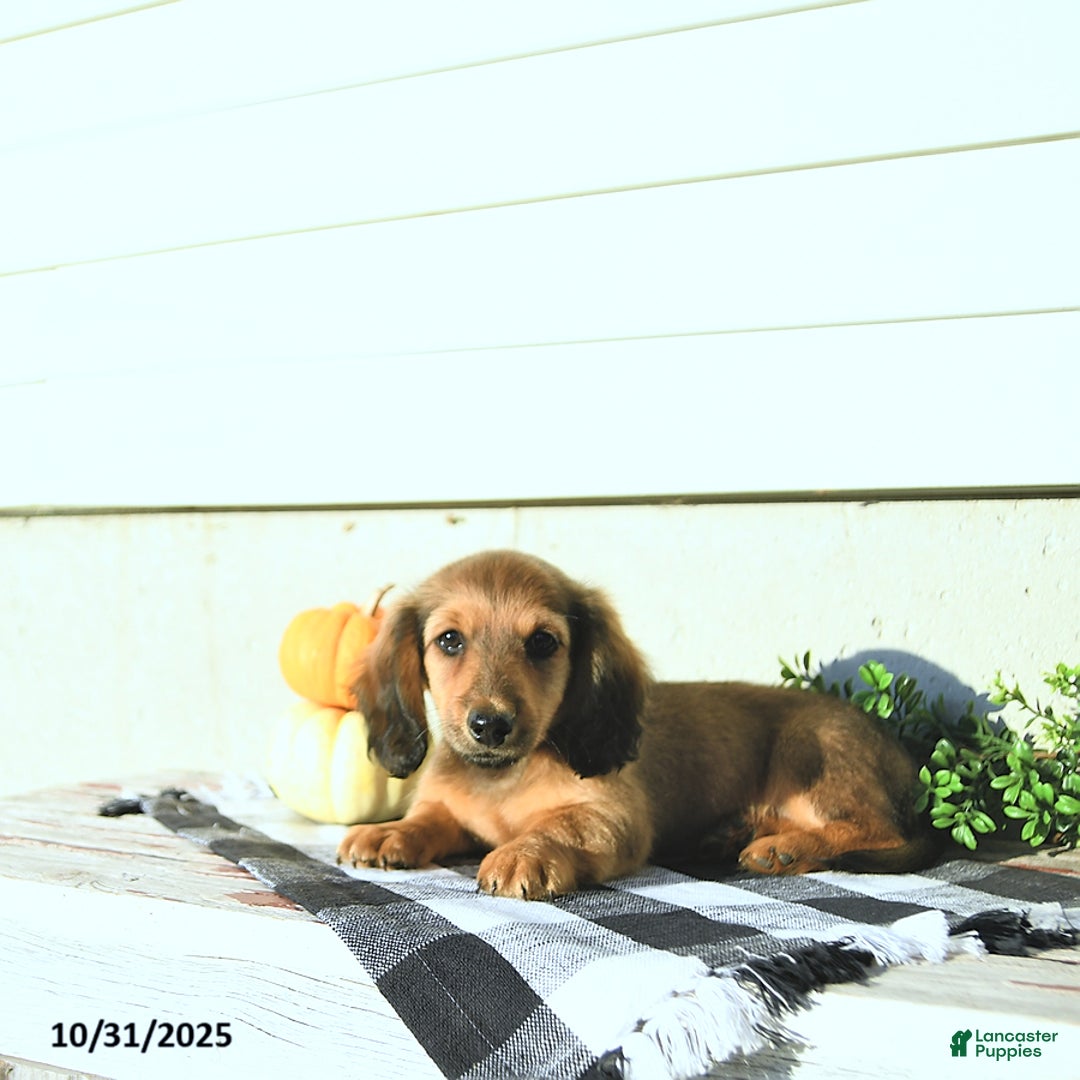Miniature Dachshund dogs for sale: Chloe - Ad 5