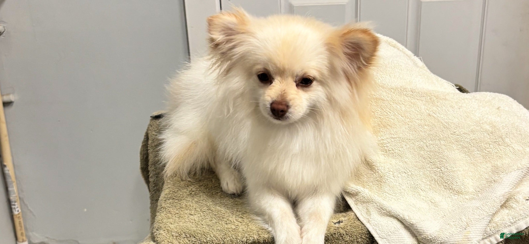 Pomeranian dogs Pomeranian Puppy 1 - Ad 1