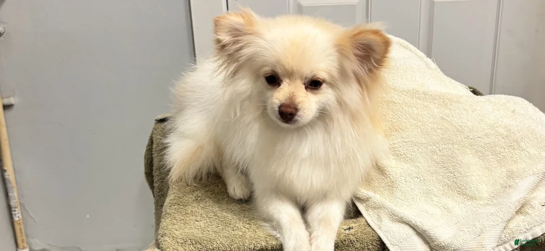 Pomeranian dogs for sale: Pomeranian Puppy 1 - Ad 1