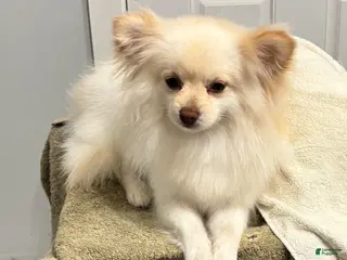 Pomeranian dogs for sale: Pomeranian Puppy 1 - Ad 1