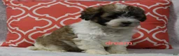 Shihpoo dogs for sale: Sienna  - Ad 5
