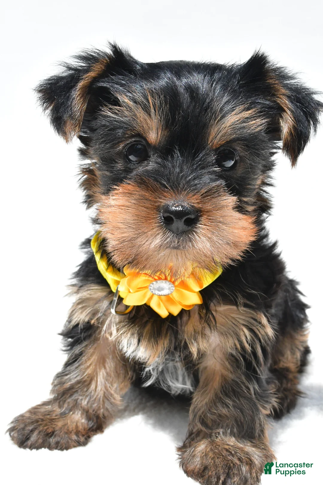 Yorkshire Terrier dogs for sale: Sadie - Ad 1