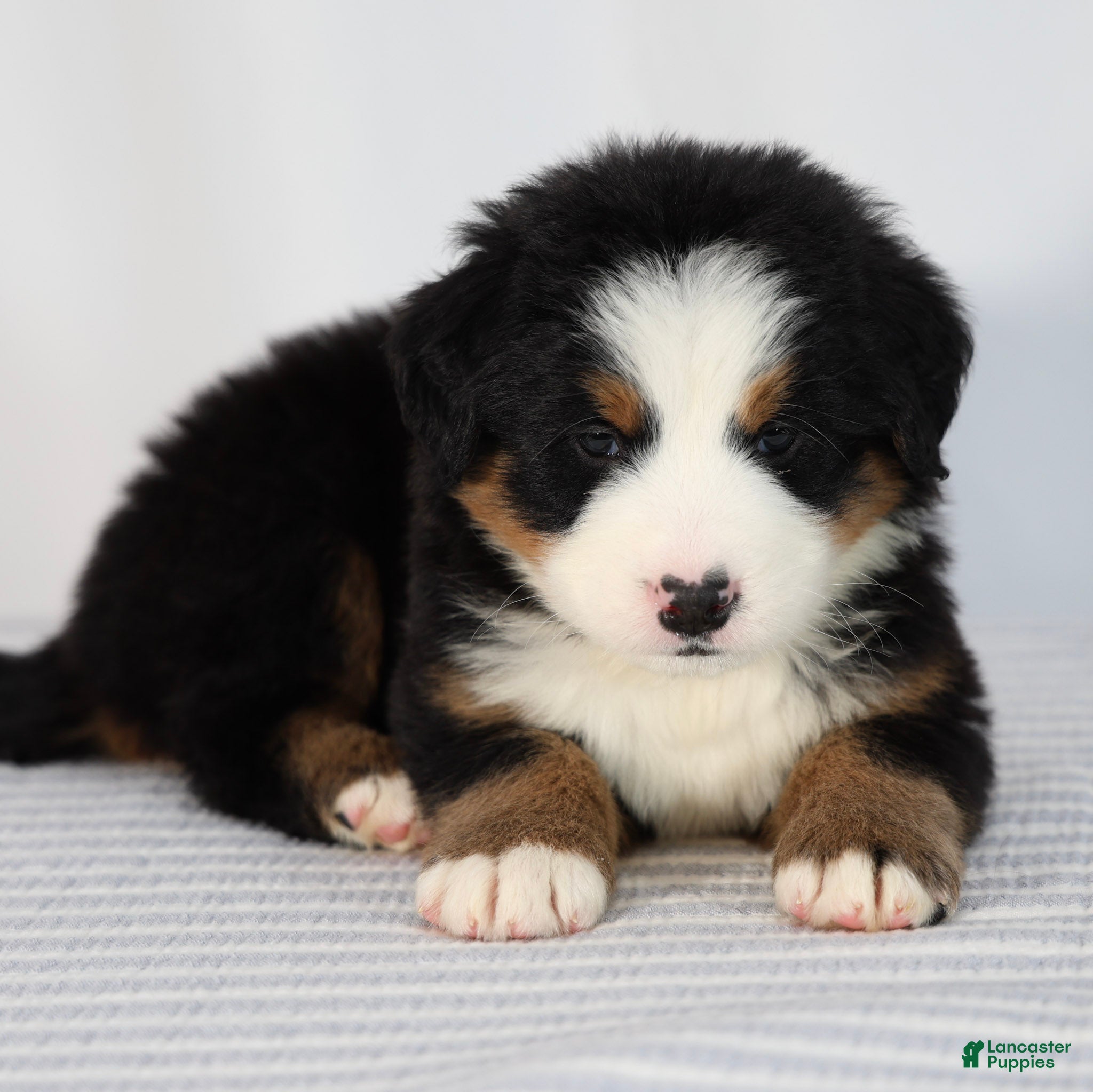 Bernese Mountain Dog dogs Rowan - Ad 2
