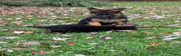 German Shepherd dogs for sale: German Shepherd 2 - Ad 2
