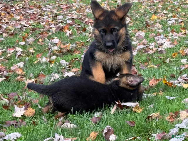 German Shepherd dogs for sale: German Shepherd 2 - Ad 2