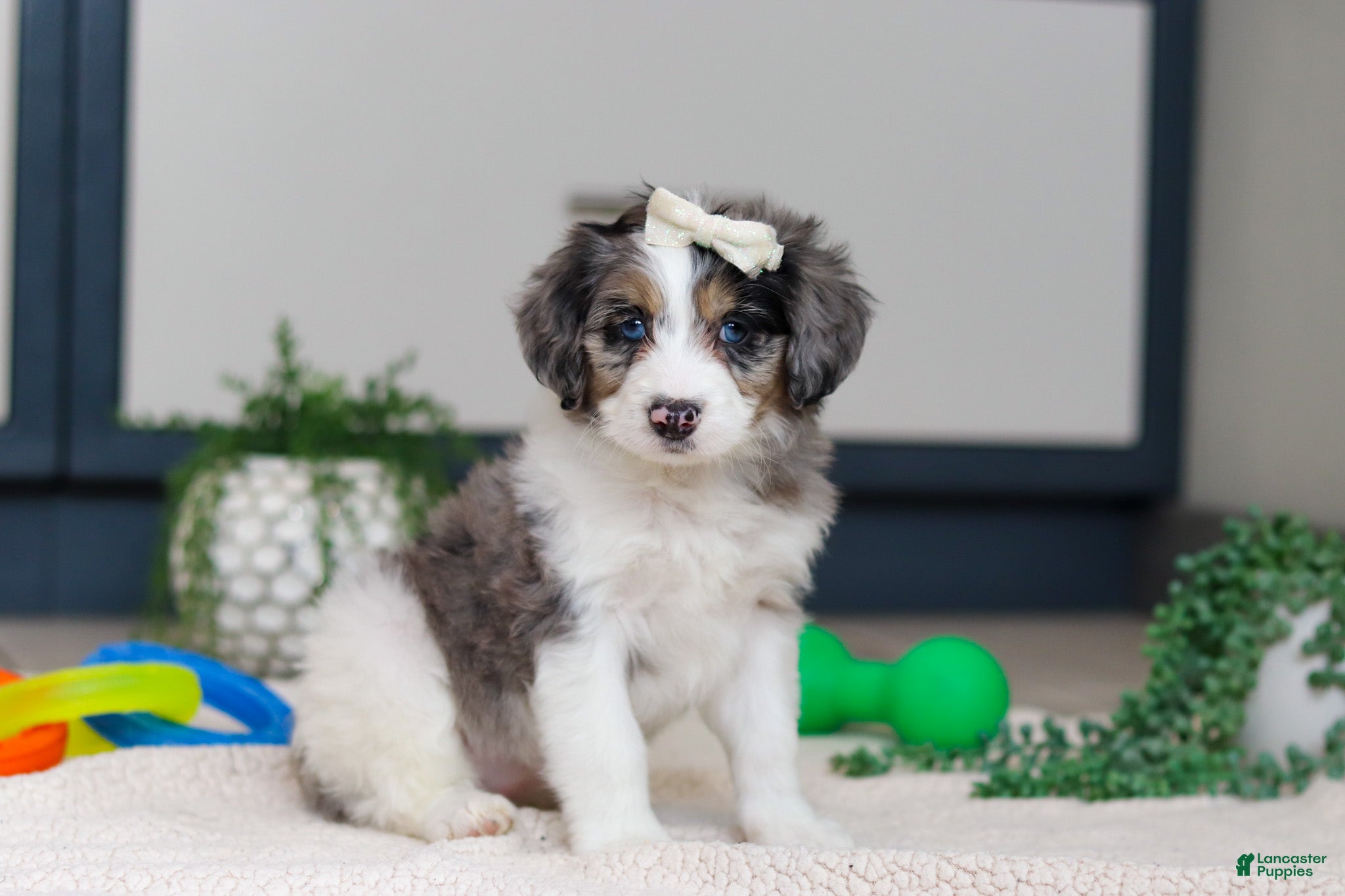 Mini Bernedoodle dogs Juliet - Ad 37