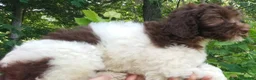 Cockapoo dogs for sale: "Rakia" $350 Elizabeth, IN / Louisville, KY - Ad 6
