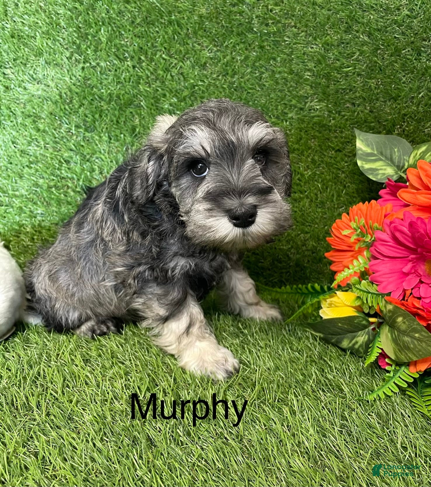 Miniature Schnauzer dogs Miniature Schnauzer Puppy 3 Murphy - Ad 2