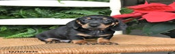 Miniature Dachshund dogs for sale: Donner - Ad 3