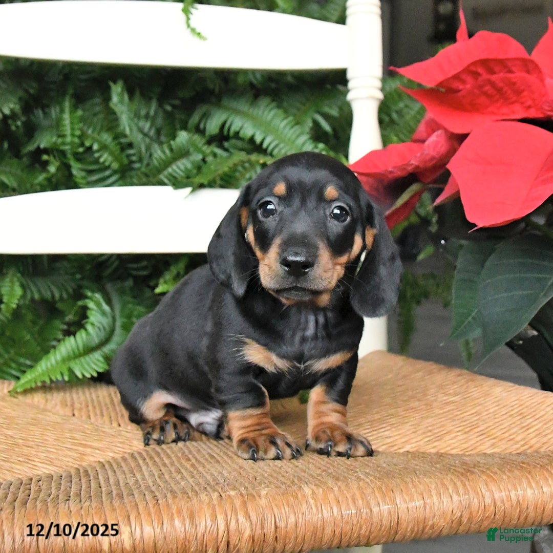 Miniature Dachshund dogs for sale: Donner - Ad 3