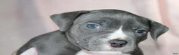 American Bully dogs for sale: Kitana - Ad 6