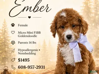 Mini Goldendoodle dogs Ember – Petite Mini F1BB Goldendoodle – 16–20 lbsGoldendoodle • Trained & Ready - Ad 16