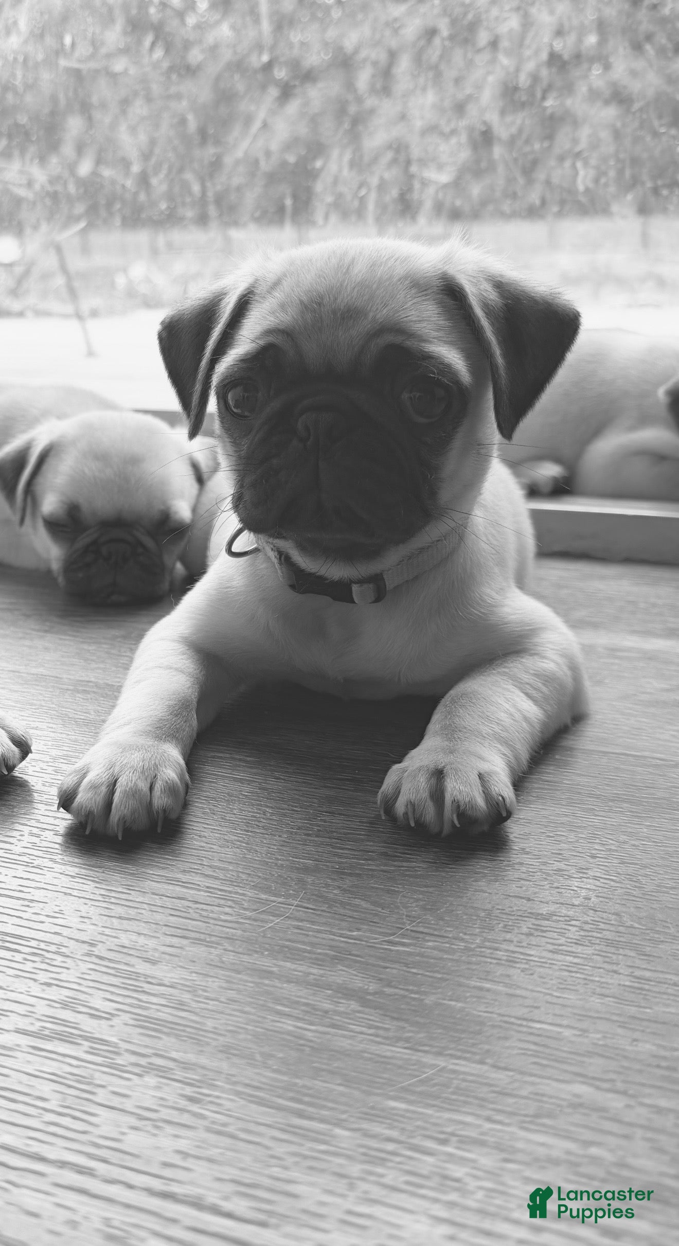 Pug dogs jessie orange collar - Ad 19