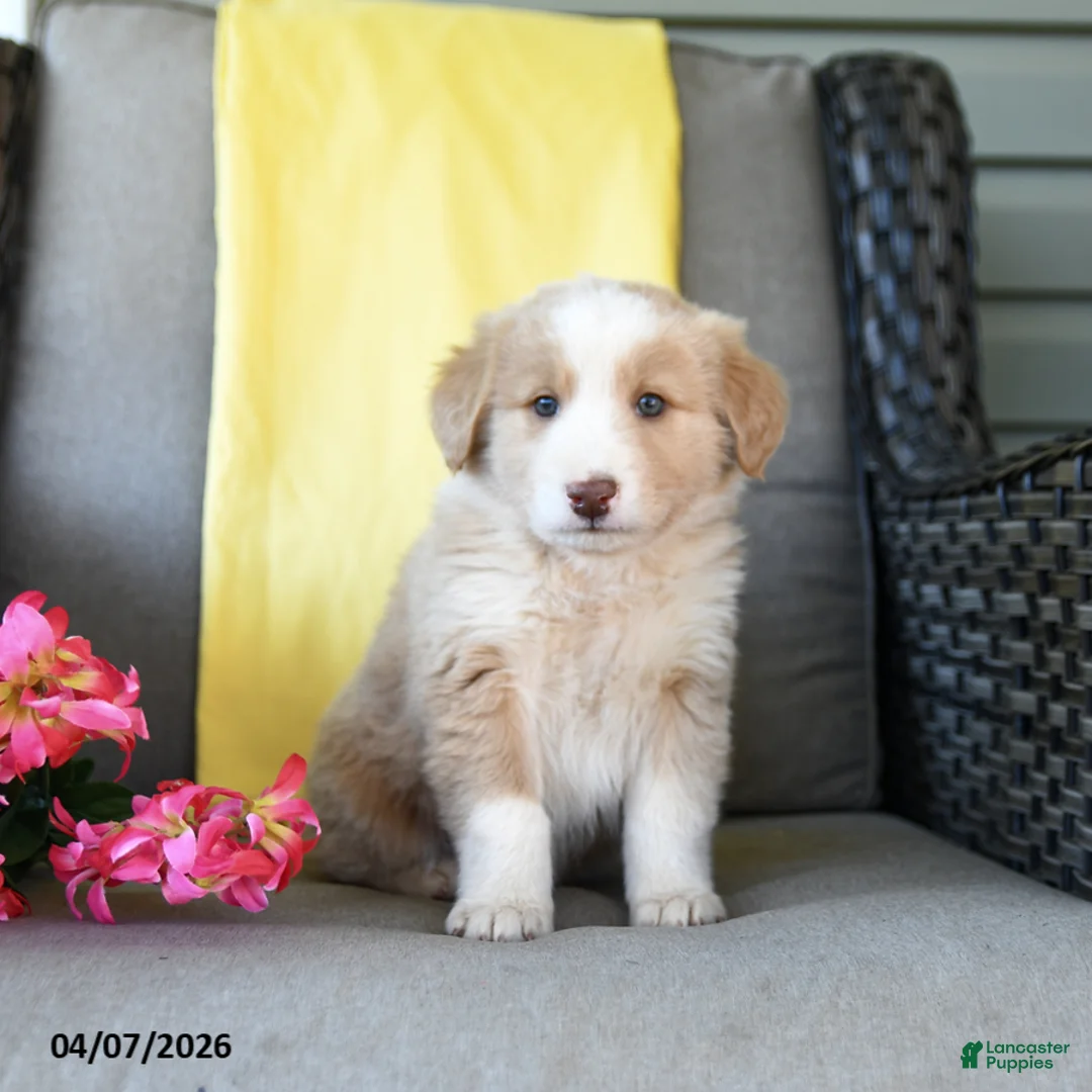 Australian Shepherd dogs for sale: Rose  - Ad 2