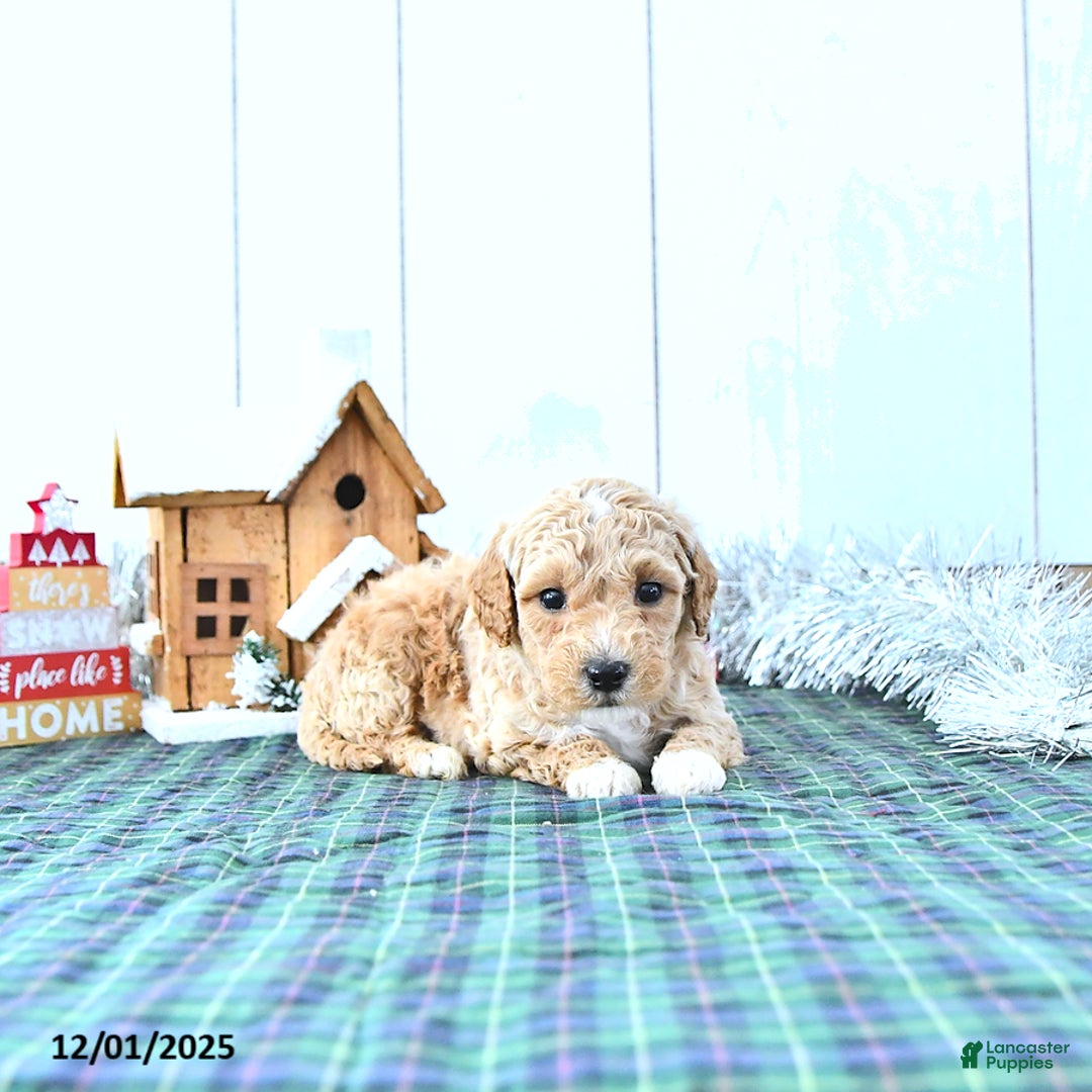 Mini Goldendoodle dogs for sale: Nemo - Ad 2