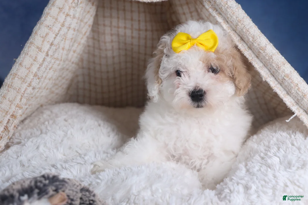 Bichpoo dogs for sale: Snowflake - Ad 9