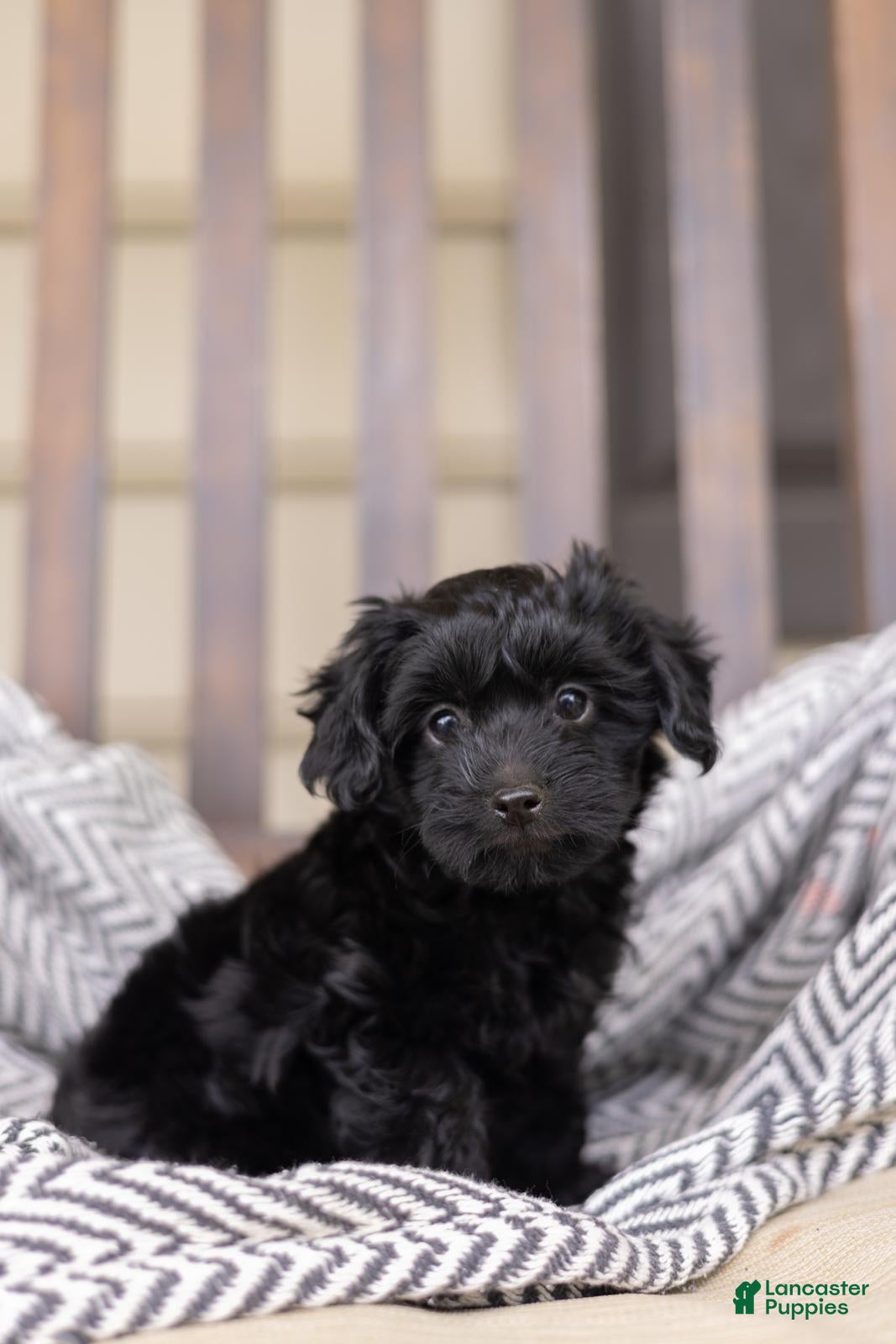 Yorkiepoo dogs Cameron "Cam" - Ad 2